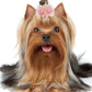 Presilha coroa para pets - gatos e cachorros