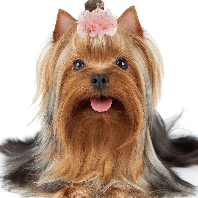 Presilha coroa para pets - gatos e cachorros